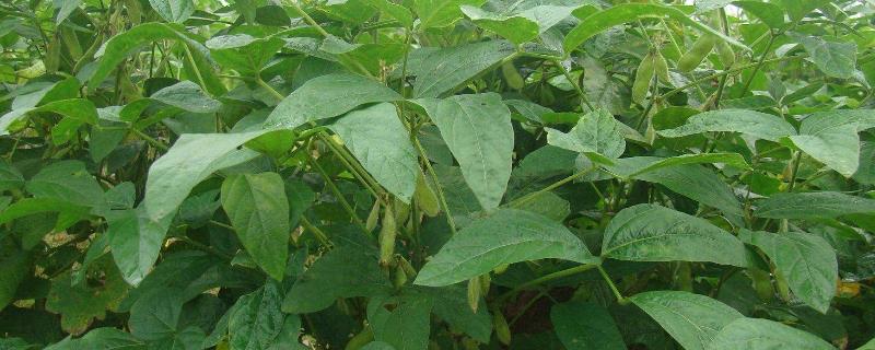 齐黄52大豆种子特点，适宜播期为6月上中旬
