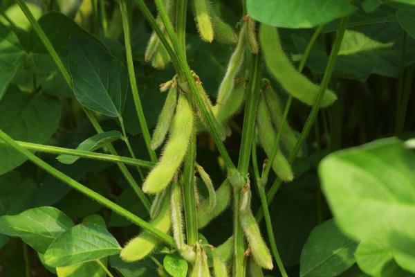 华豆56大豆品种简介，适宜播期为6月上中旬