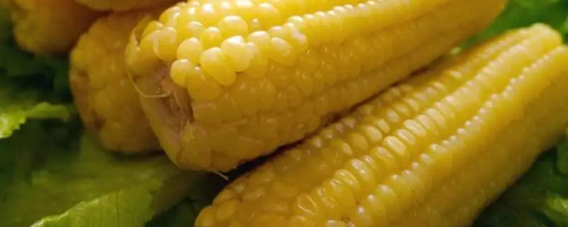 欣玉168玉米品种的特性，注意防治瘤黑粉病