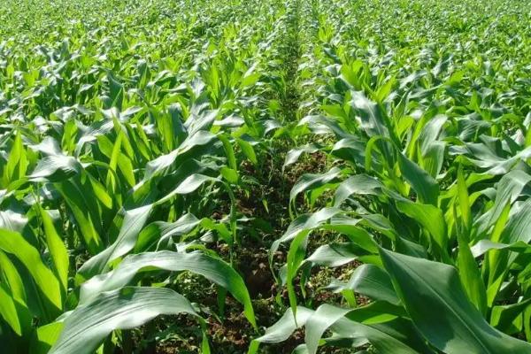 郸玉812玉米种子特征特性，平均生育期102.7天