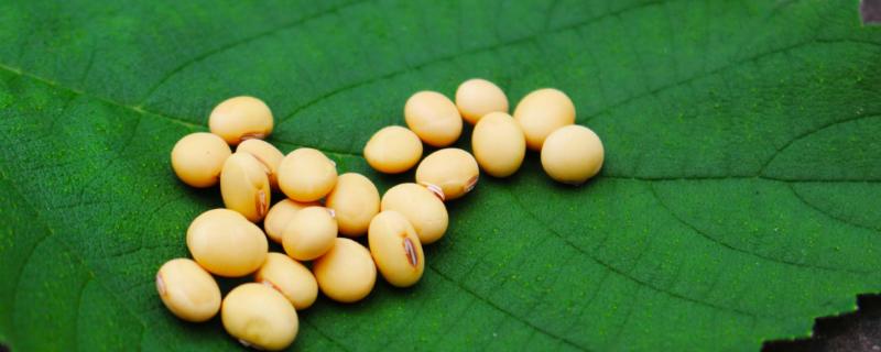 道秋58大豆种子介绍，适宜播期为6月上中旬