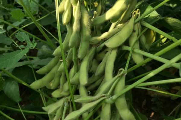 齐黄52大豆种子特点，适宜播期为6月上中旬