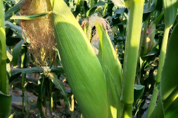 金种子666玉米种子介绍，夏播生育期105天