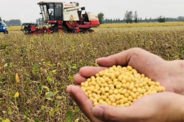 华豆56大豆品种简介，适宜播期为6月上中旬