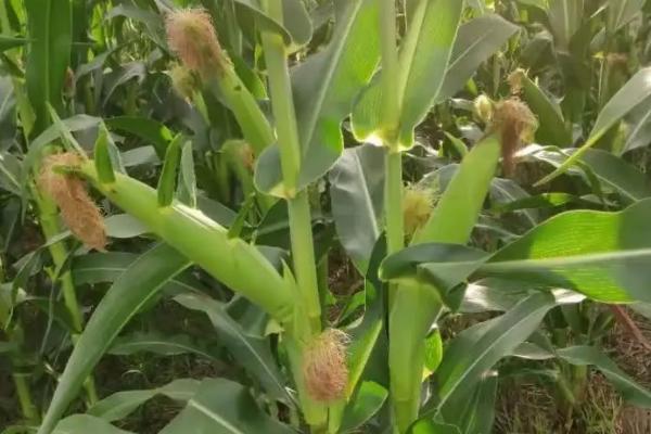 郸玉812玉米种子特征特性，平均生育期102.7天