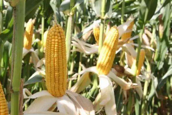Q2118玉米种子简介，平均生育期101.5天