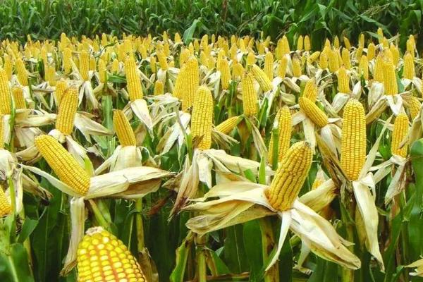华研1798玉米品种的特性，适宜密度5500株/亩
