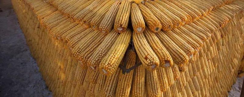 华研1798玉米品种的特性，适宜密度5500株/亩