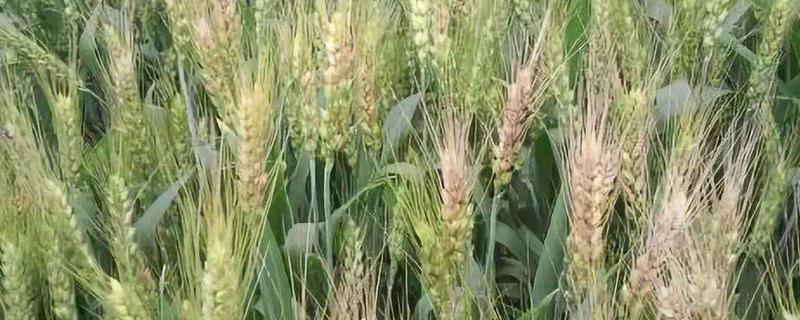 漯丰1906小麦品种简介,适宜播种期10月上中旬