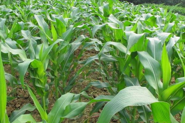 Q2118玉米种子简介，平均生育期101.5天