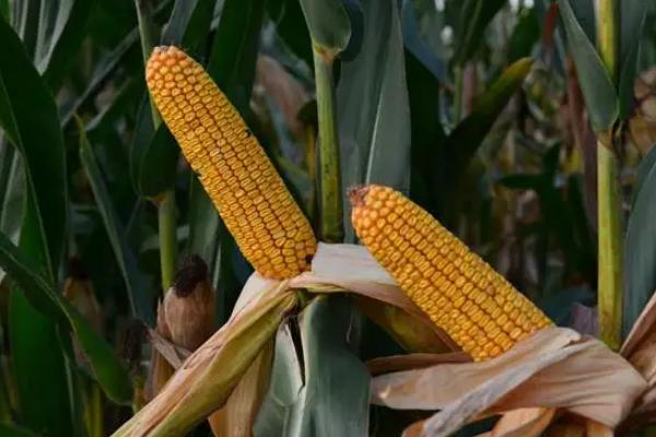 Q2118玉米种子简介，平均生育期101.5天