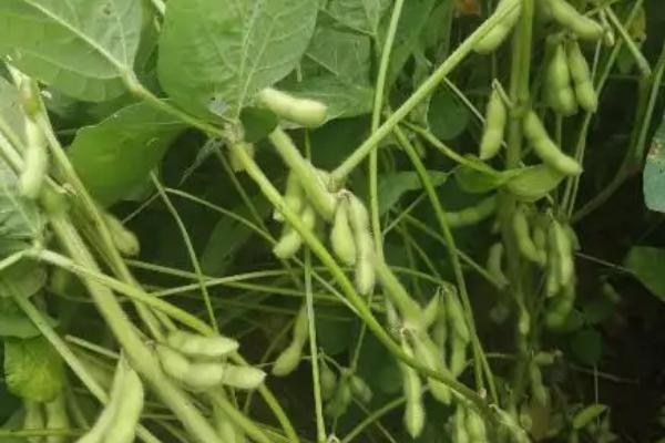 洛豆7号大豆品种的特性，表现高抗