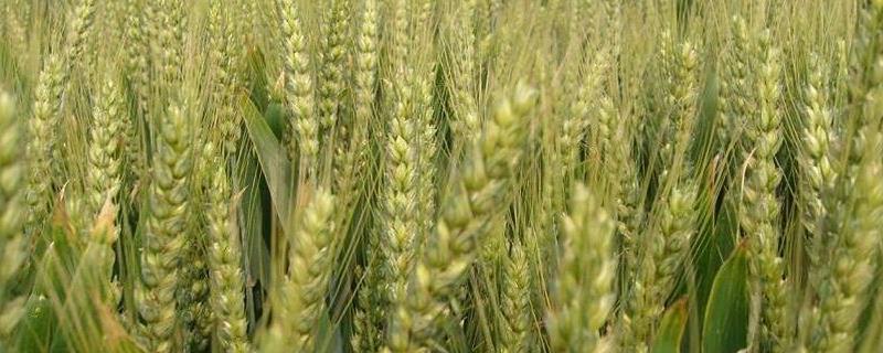 天民348小麦品种的特性，每亩适宜基本苗18～22万