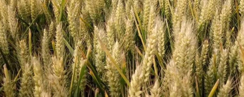 豫州473小麦品种简介，适宜播种期10月中下旬