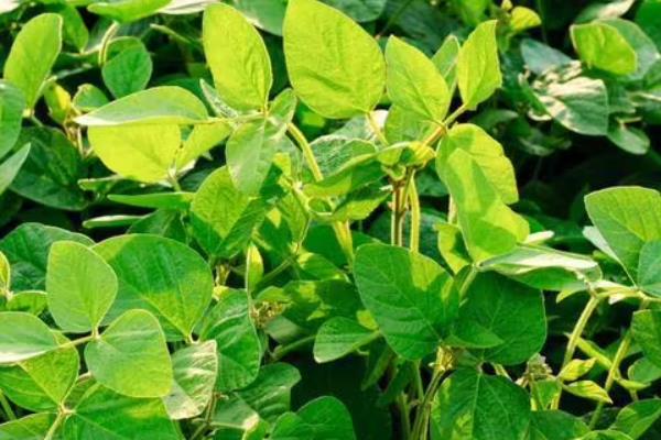 菊城豆7号大豆种子特征特性,密度6-0万株/亩