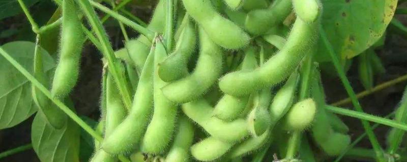 劲豆20大豆种子特征特性，达到合理群体密度