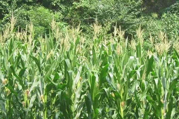 康农玉666玉米种子特征特性,3月下旬至4月中旬播种