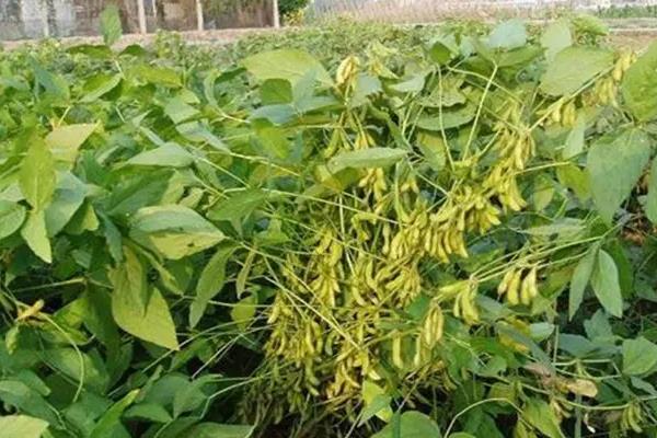 圣育31大豆种子简介，达到合理群体密度