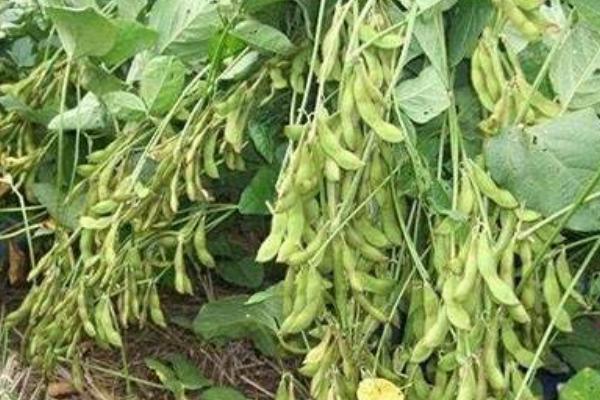 俊豆5号大豆种子特征特性，属中早熟高蛋白夏大豆品种