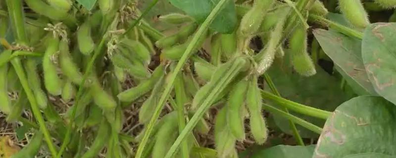商豆2001大豆种子特点，表现中抗