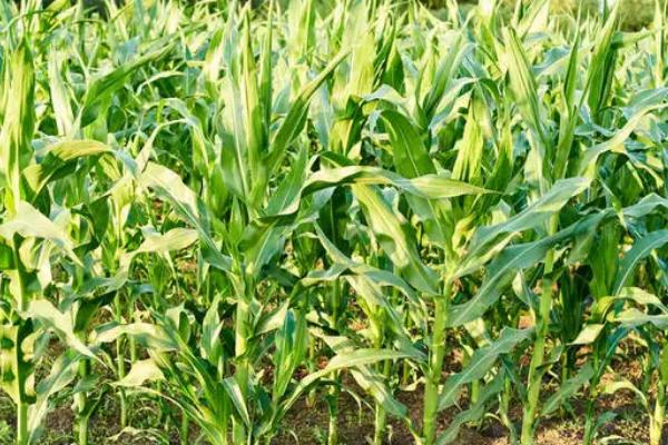 春玉189玉米种子介绍,生育期134.7天