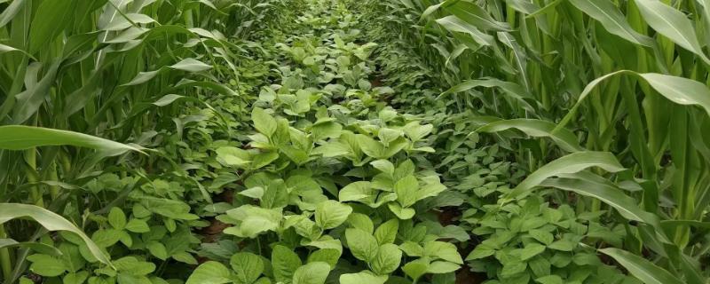 圣育31大豆种子简介，达到合理群体密度