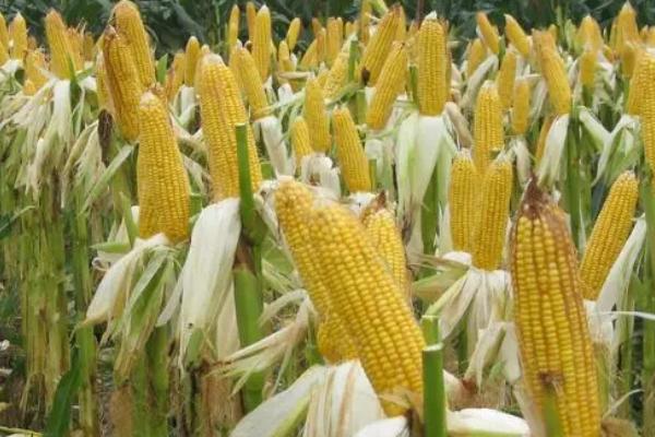 珈玉2号玉米品种的特性，4月上中旬播种