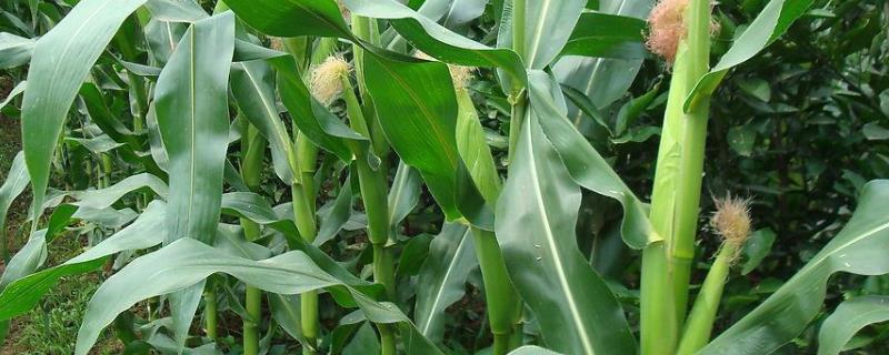 浙甜277玉米品种的特性，注意防治病虫害