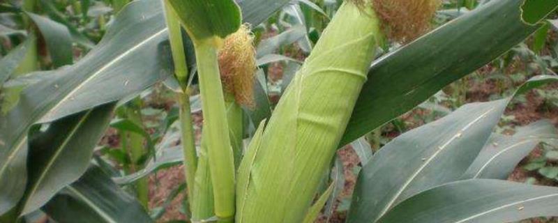 春玉189玉米种子介绍，生育期134.7天