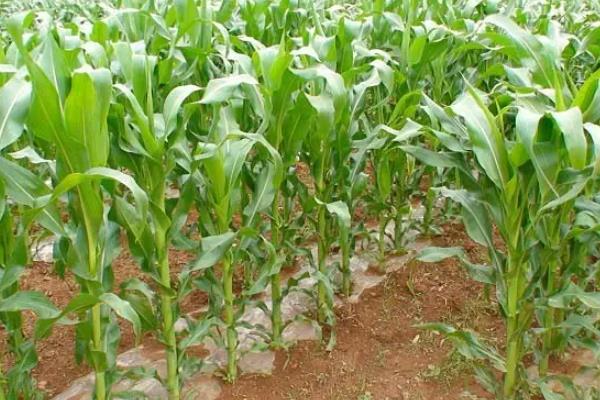 浙甜277玉米品种的特性，注意防治病虫害