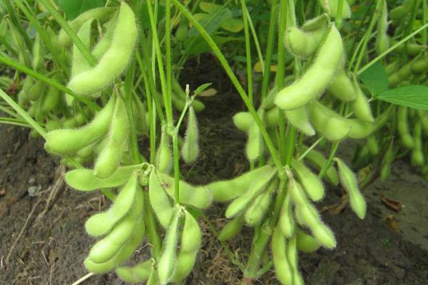 俊豆5号大豆种子特征特性，属中早熟高蛋白夏大豆品种