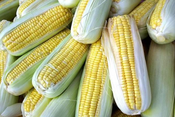 珈玉2号玉米品种的特性，4月上中旬播种