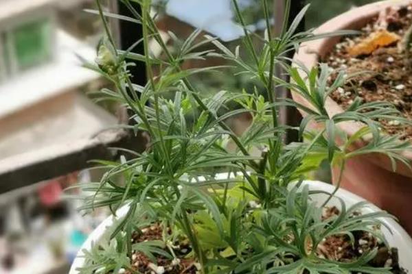 飞燕草如何繁殖，可播种、扦插和分株繁殖