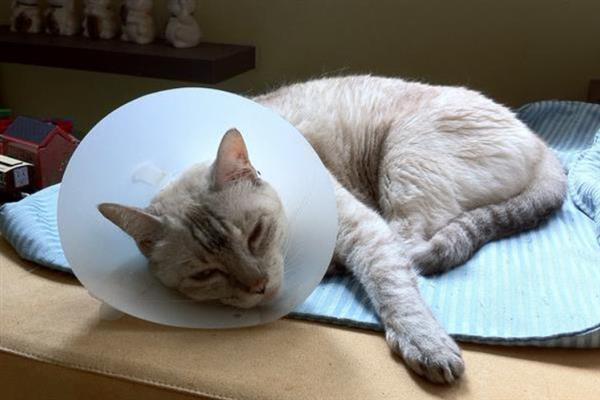 猫咪为什么会漏尿，可能是猫砂盆不干净或处于发情期