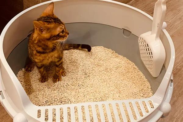 猫咪为什么会漏尿，可能是猫砂盆不干净或处于发情期