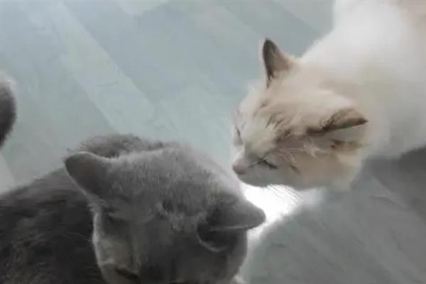 猫咪为什么会漏尿，可能是猫砂盆不干净或处于发情期