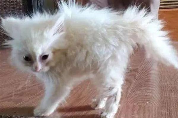 猫咪为什么会漏尿，可能是猫砂盆不干净或处于发情期