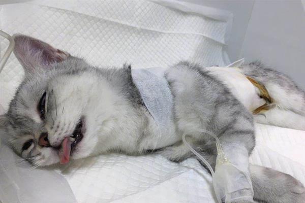 猫咪为什么会漏尿，可能是猫砂盆不干净或处于发情期