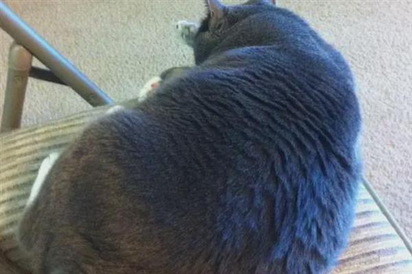 猫咪为什么会漏尿，可能是猫砂盆不干净或处于发情期