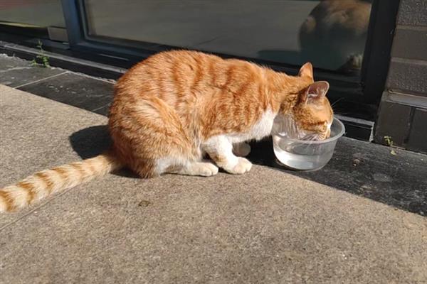 猫咪为什么会漏尿，可能是猫砂盆不干净或处于发情期