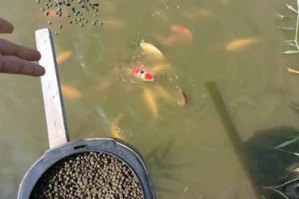 鲤鱼喜欢吃的饵料味型，爱吃甜味、薯香、酒香、螺香等