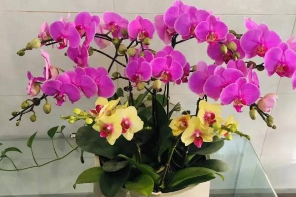 蝴蝶兰怎样才能开花，适合种植在松软透气且排灌良好的土壤中
