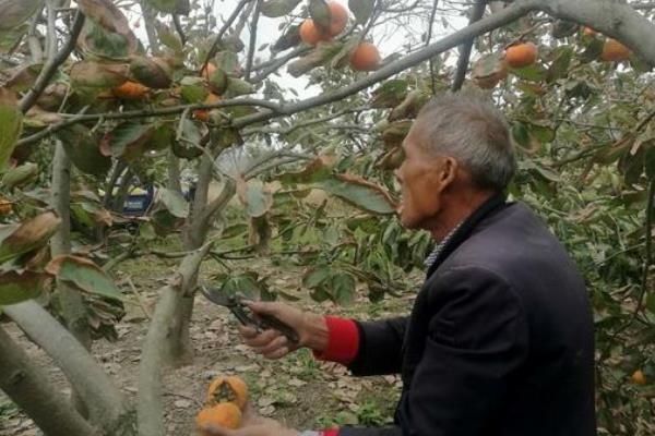 修剪柿子树的时间，以夏季和冬季为主