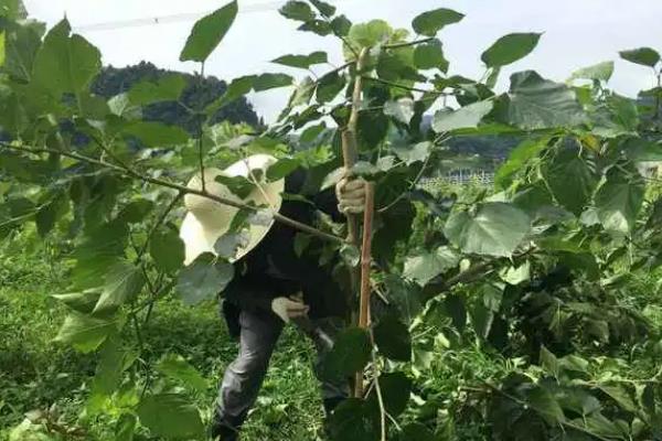修剪柿子树的时间，以夏季和冬季为主