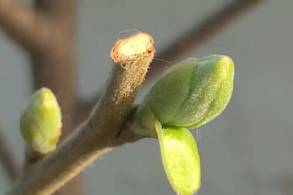 修剪柿子树的时间，以夏季和冬季为主