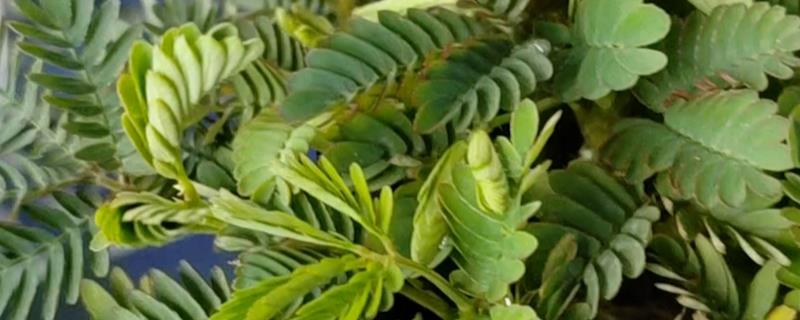 含羞草会开花吗，含羞草是会开花的