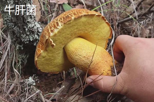 云南有哪十大特产，包括普洱茶、酸角、米线等种类