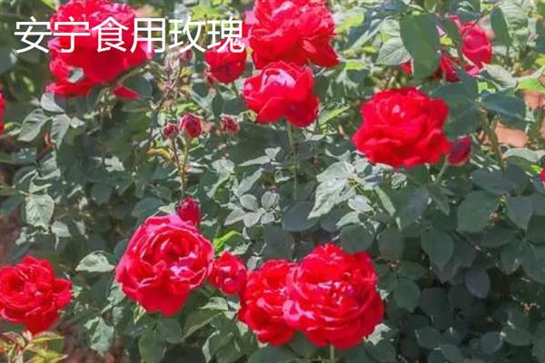 云南有哪十大特产，包括普洱茶、酸角、米线等种类