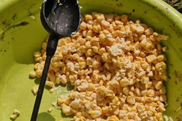 用嫩玉米怎样制作钓鱼饵料，常见的就是将嫩玉米直接脱粒使用