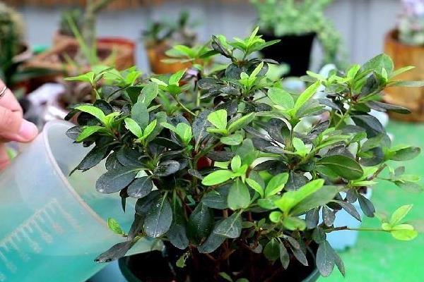 杜鹃花叶子掉光了还能不能救活，根系依然新鲜便可救活